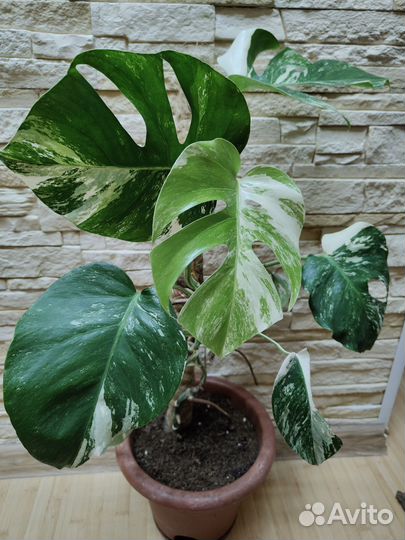 Монстера вариегатная Альба