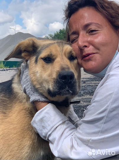 Выгулять собаку