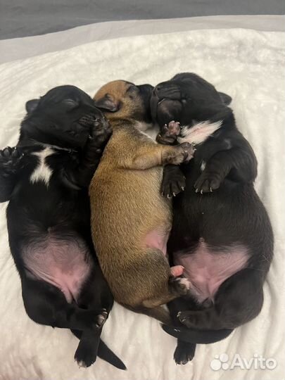 Отдам в добрые руки