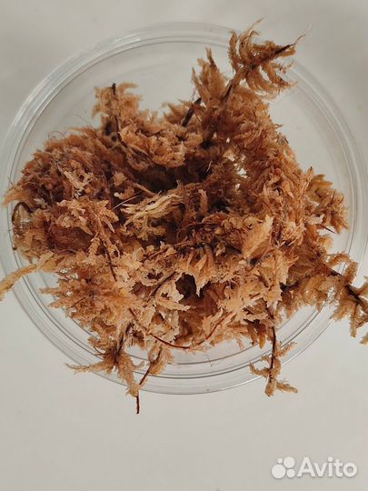 Кокосовые чипсы, мох Магелланский