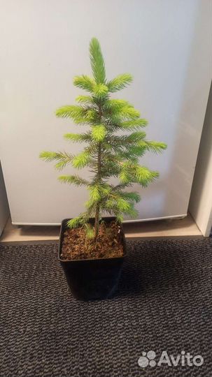 Ель голубая Мисти Блю