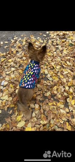 Одежда для маленьких собак