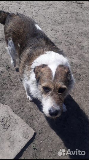 Собака в добрые руки отдам бесплатно