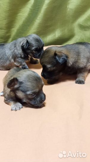 Щенки пекинеса