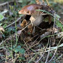 Млечник извилистый (Lactarius flexuosus) – Грибы Сибири