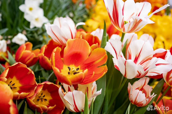 Фотограф-флорист