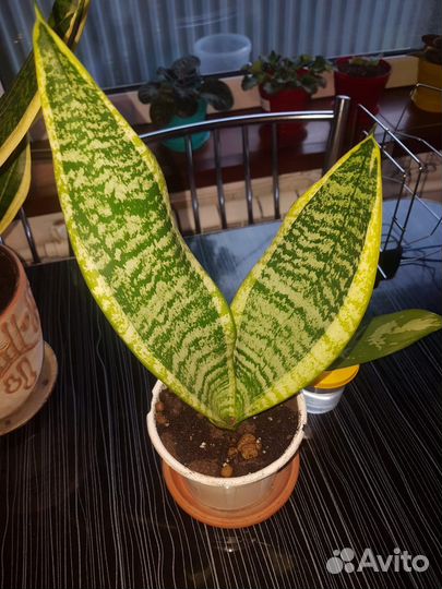 Сансевиерия