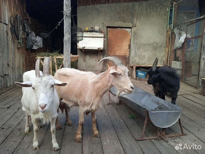 Дойные козы с козлятами