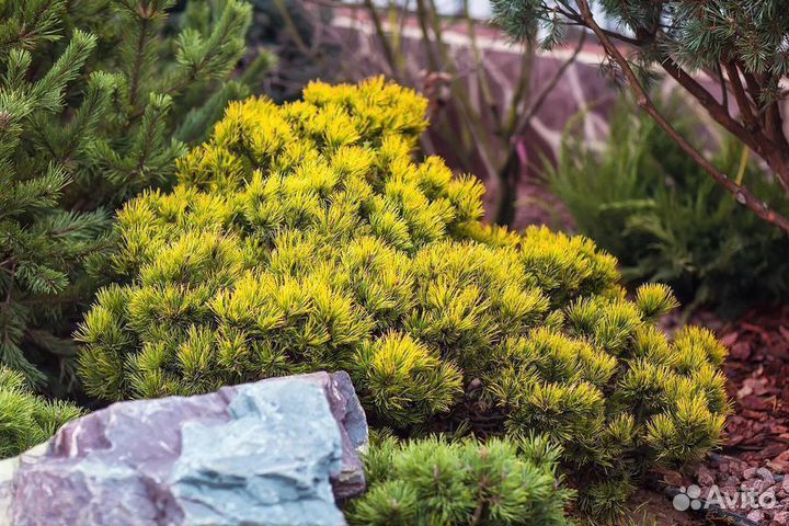 Сосна Винтер Голд