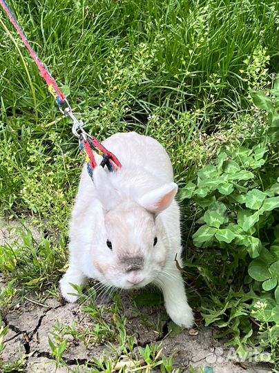 Карликовый миниКролик минор вязка