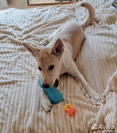 Собака Лора