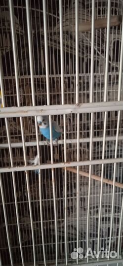 Пара волнистых попугаев с клеткой