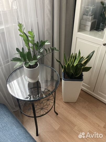 Озеленение, уход и пересадка растений