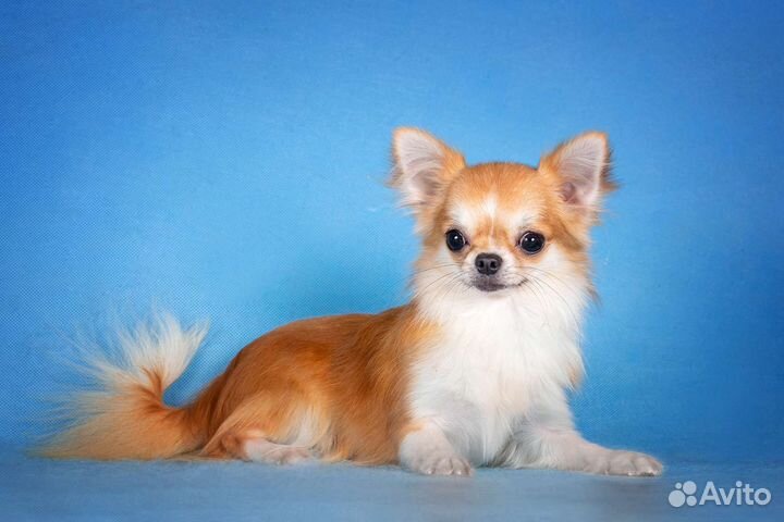 Чихуахуа щенок подросток кобель длинношерстный