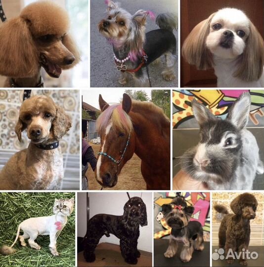 Стрижка собак с выездом и у себя