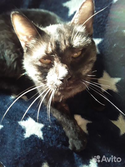 Кот бездомный