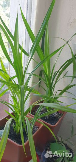 Комнатные растения