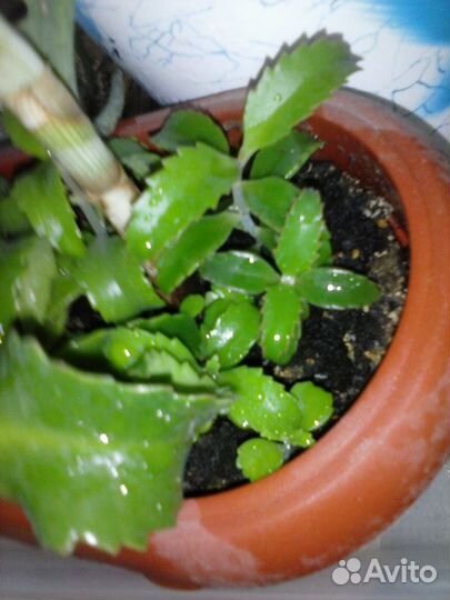 Каланхоэ лечебное молодое