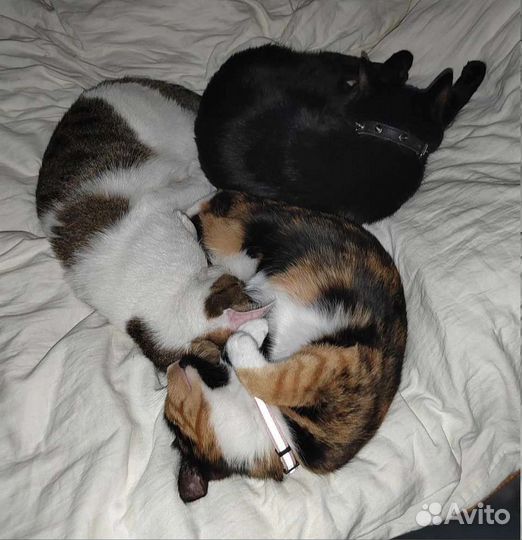 Муся в ответственные руки