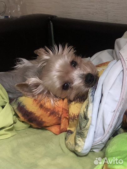 Вязка, ищем невесту