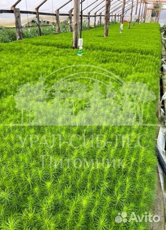 Горная сосна Мугус с зкс сеянцы