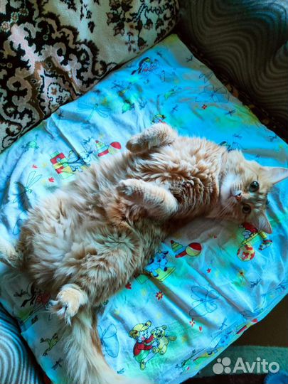 Кошечка в хорошие руки