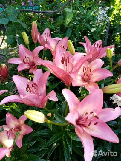 Многолетники