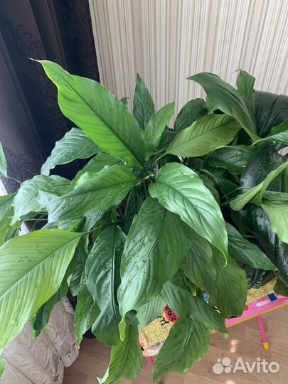 Спатифиллум и эухарис