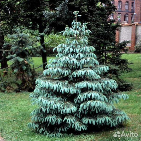 Ель энгельмана