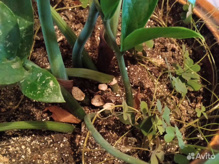 Эпифиллум молодой