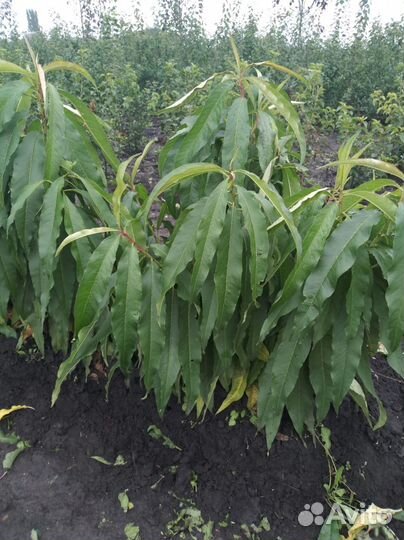 Саженцы оптом