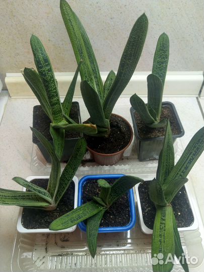 Гастерия суккулент