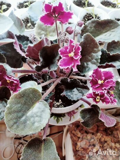 Фиалка цветущая