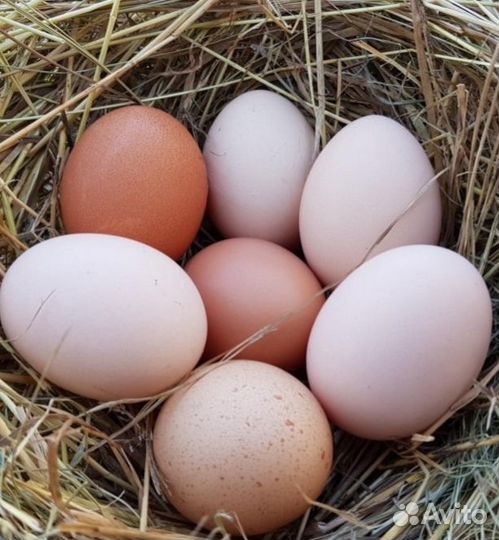 Домашние куриные яйца