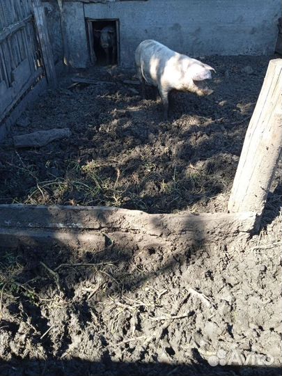 Хряк породы ландрас+ дюрок