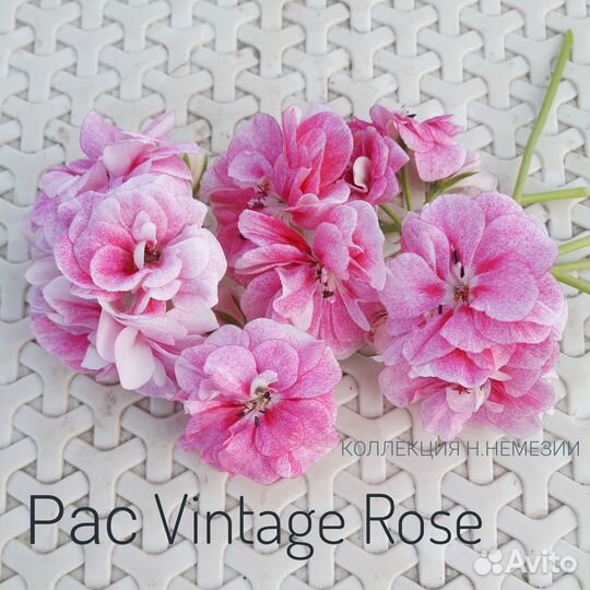 Плющелистные пеларгонии