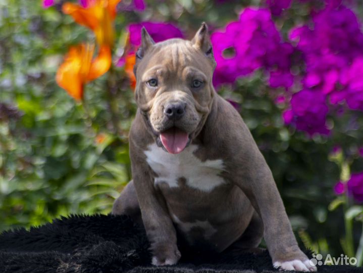 Щенок американского булли