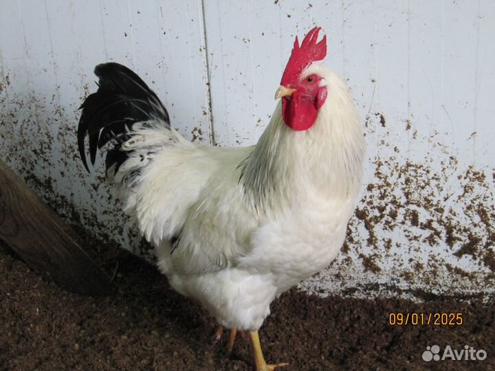 Красивые петушки