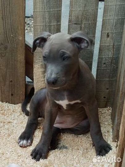 Щенки питбуля