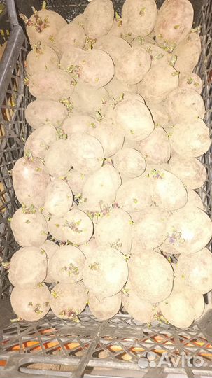 Продам картофель семенной