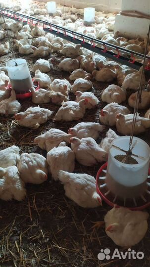 Куры бройлеры