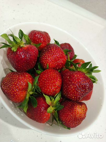 Рассада клубники