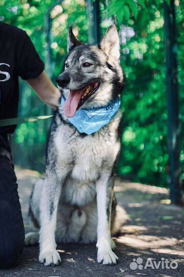 Собака Гром в добрые руки