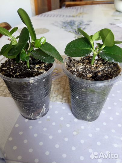 Карисса Гранд флора