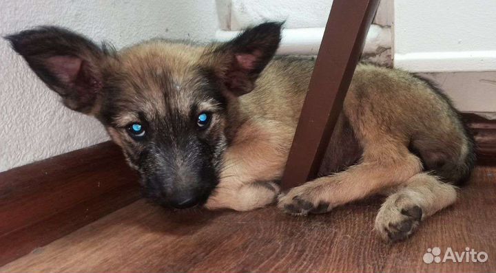 Щенок в добрые руки