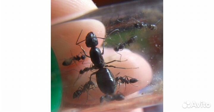 Муравьи messor, camponotus
