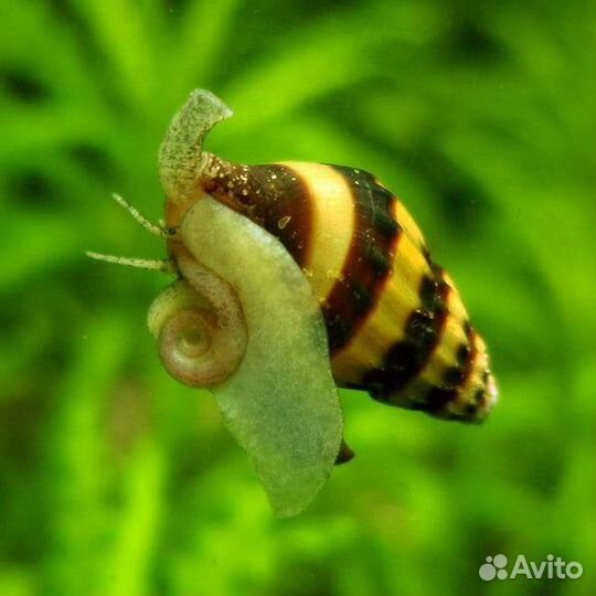 Улитка хилена