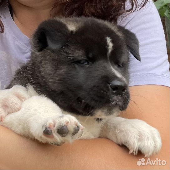 Щенки американской акиты