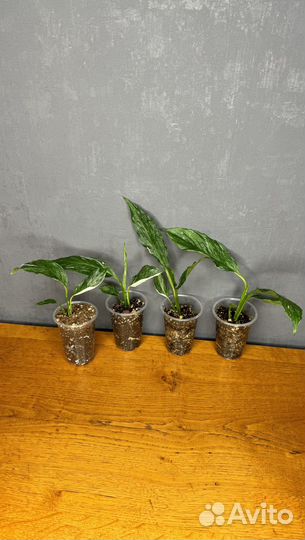 Спатифиллум джемени