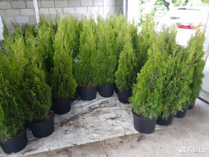 Туя смарагд экстра